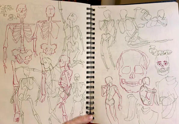 Skeleton Studies ~ 2024